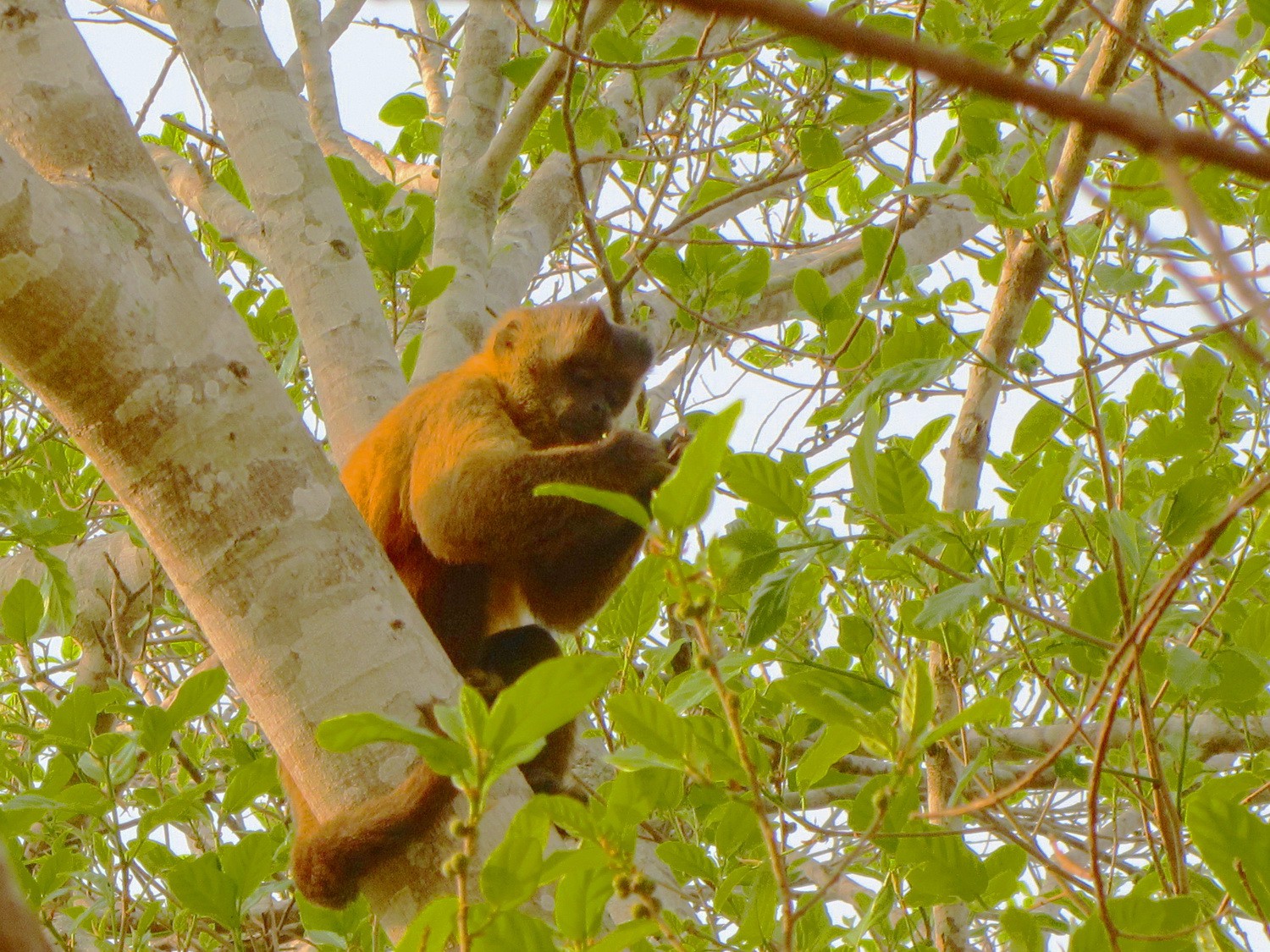 Monkey having breakfast in a tree